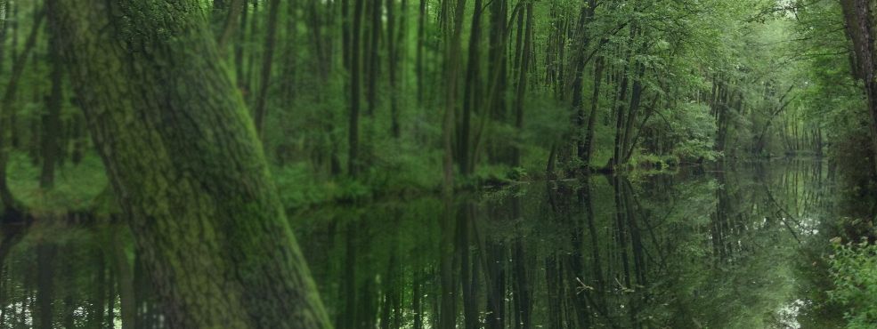 Forests in Poland