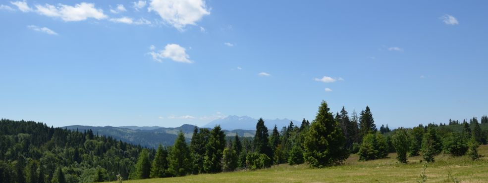 Forests in Poland