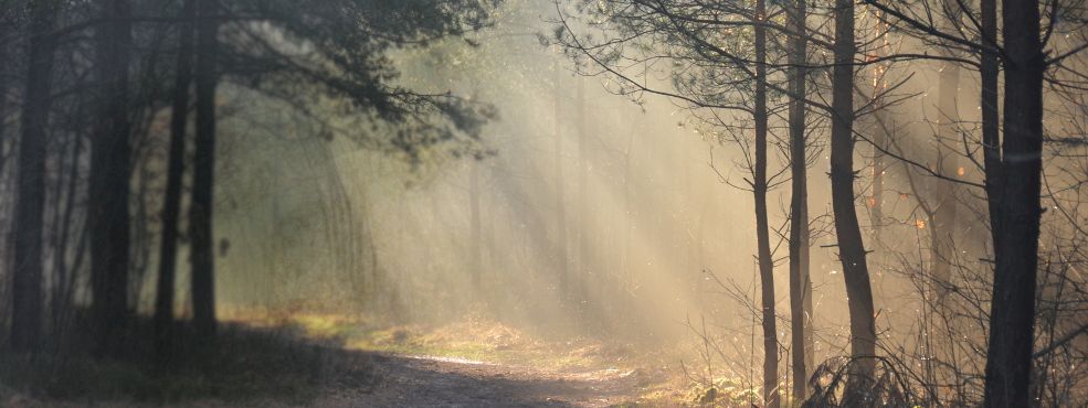 Forests in Poland